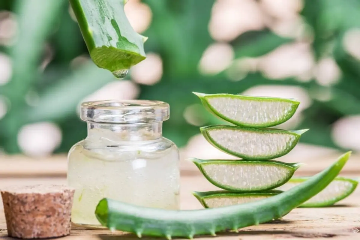 Aloe Vera: egy csodaszer a külső szépségért és a belső egészségért